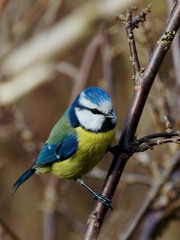 Blue Tit