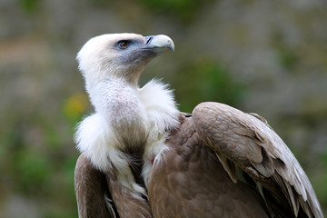 Griffon Vulture