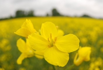Rapsblüte