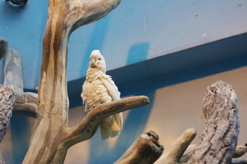 white cockatoo parrot in Moscow Zoo