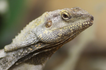 Proud Bearded Dragon