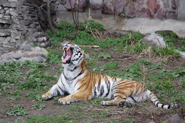 Fototapeta na wymiar Amur tiger in the Moscow Zoo