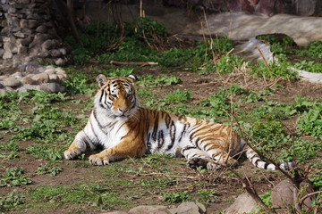 Amur tiger in the Moscow Zoo