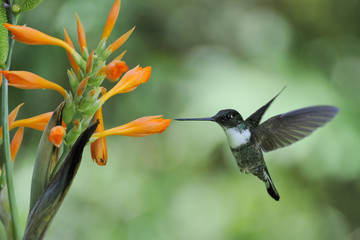 "Coeligena torquata", "Inca hummingbird"