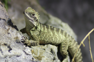 Lizard