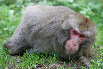 Macaque