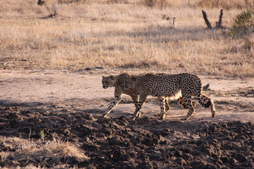 Cheetah - brothers on the hunt