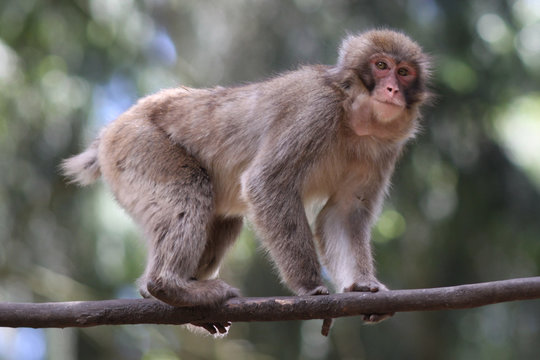 Macaque