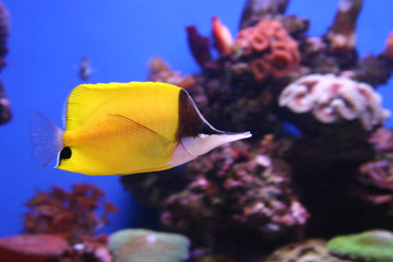 Gelber Langnasen Pinzettfisch