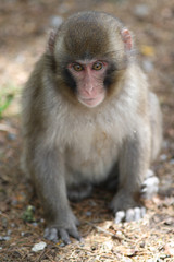 Macaque