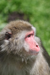 Obraz premium Macaque