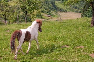 Pony running on a meadow in the countryside