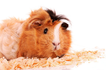 funny brown cavy in sawdust on white background