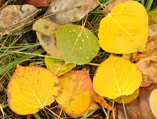 Close-up of a Colorful Aspen Leaves