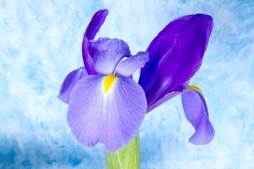 Crédence de cuisine en verre imprimé Iris Beautiful iris flower