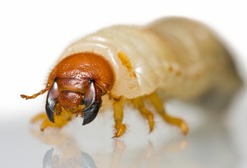 Extreme close up of beetle larvae © abet
