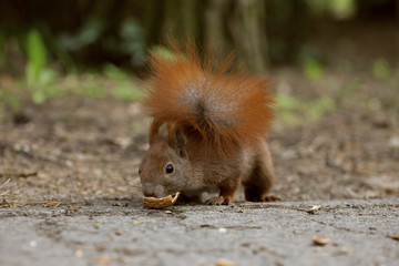 eichhörnchen
