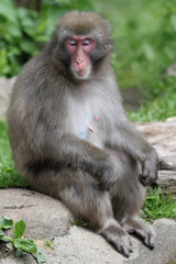 Macaque