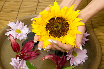 Woman holding sunflower