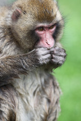 Macaque