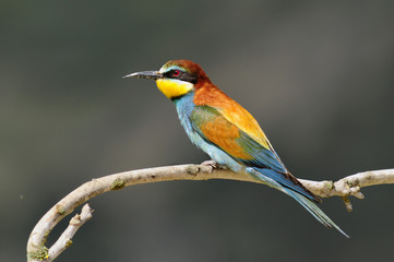 Fototapeta premium Bee-eater, Merops apiaster