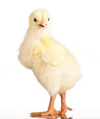 Baby chicken