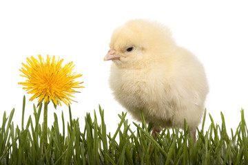 Chick in grass with dandelion