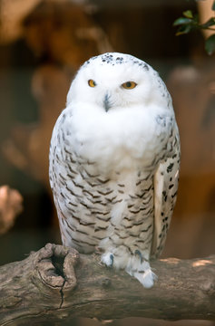 White owl standing on a branch