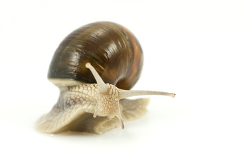 snail crawling slow over white background