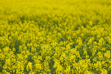 rape field