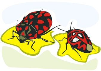 insect red black