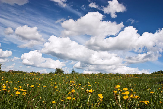 Meadow with fowers and blue sky