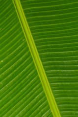 Spine of a Leaf