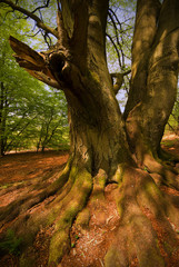 Urwald Sababurg