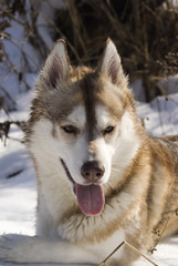 Siberian husky