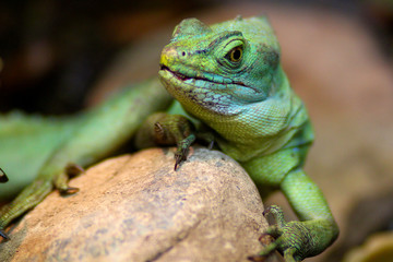 Obraz premium Lizard