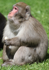 Macaque