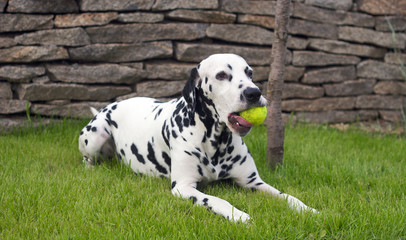 Dalmatian playing with a ball outside