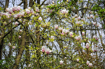 Magnolia