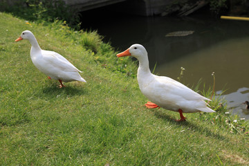 canard blanc