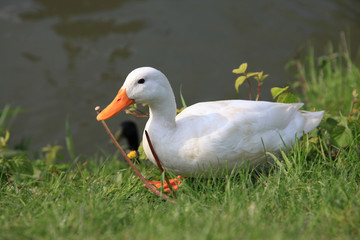 canrd blanc