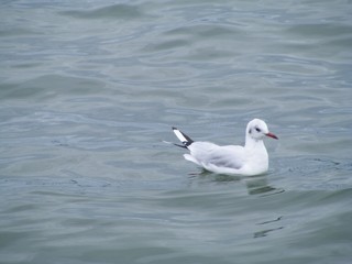 Fototapeta premium seagull