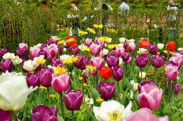 Tulpen Feld