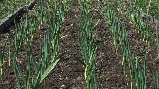 Bed of garlic in the spring.