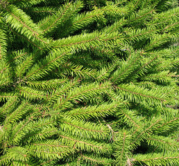Thick pine-needles. Background