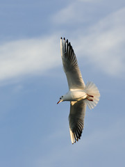 Gull