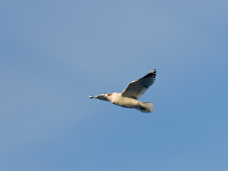 Gull