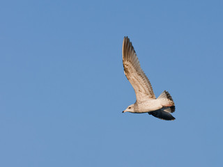 Gull