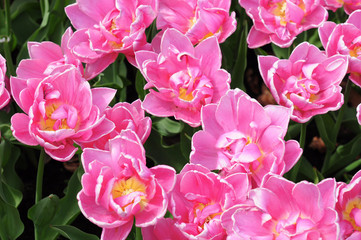 Obraz premium Tulpen Meer