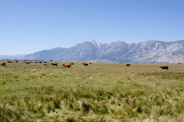 Cows grazing